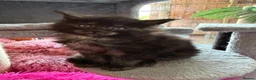 Maine Coon cats for sale: Beautiful GCCF reg Maine coon kittens for sale  - Advert 4
