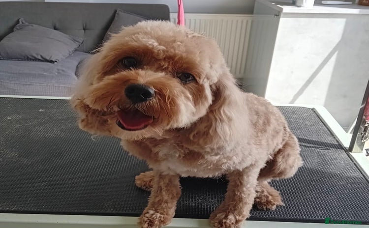 Cavapoo dogs - Advert 10