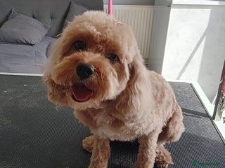 Cavapoo dogs - Advert 29