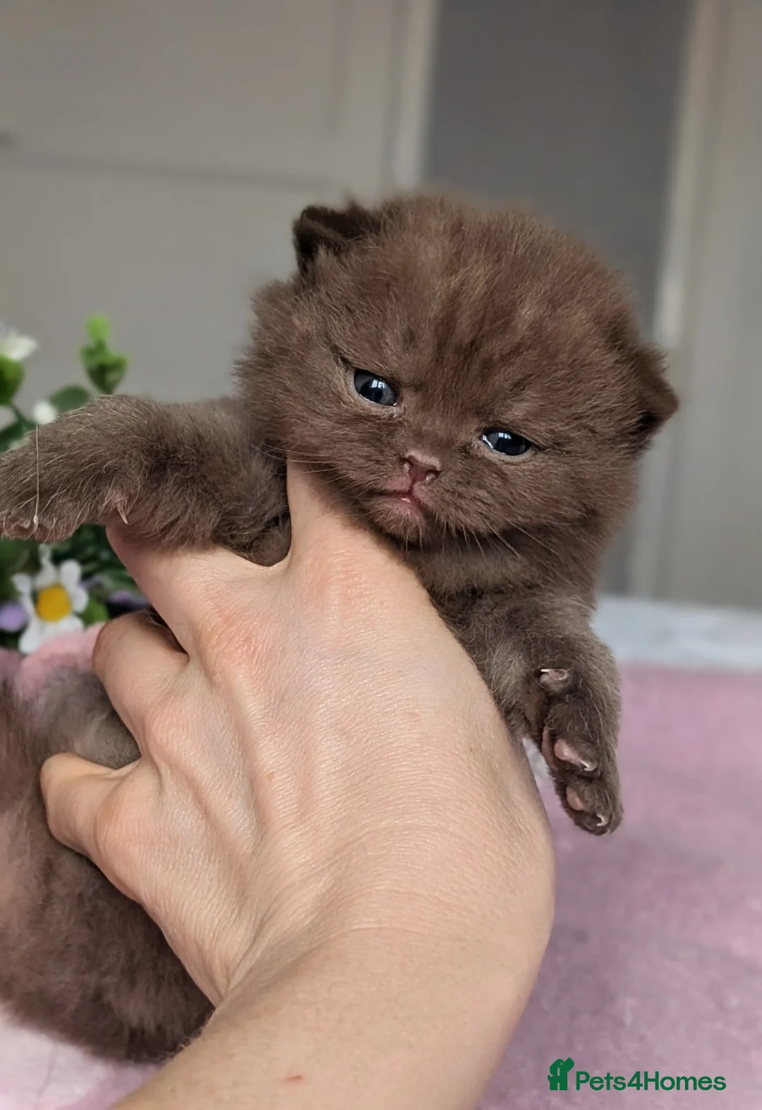 British Shorthair cats for sale: GCCF REGISTERED CHOCOLATE AND LILAC KITTENS - Advert 1