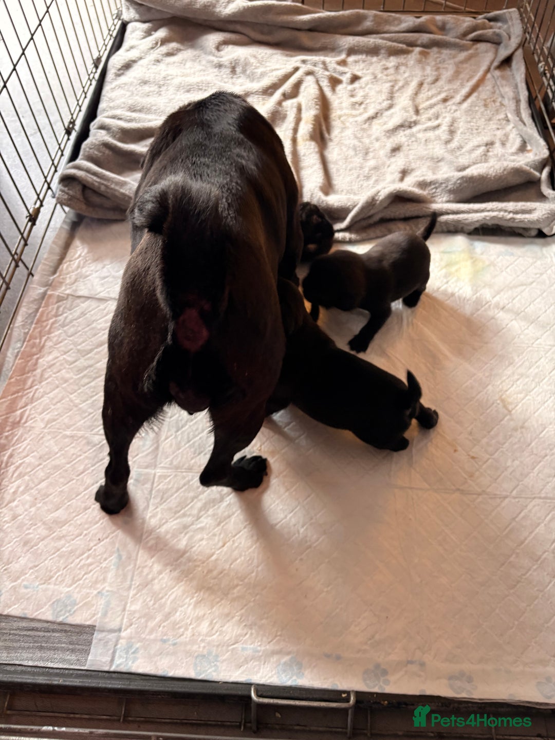 Pug dogs for sale: Beautiful pug puppies - Image 5