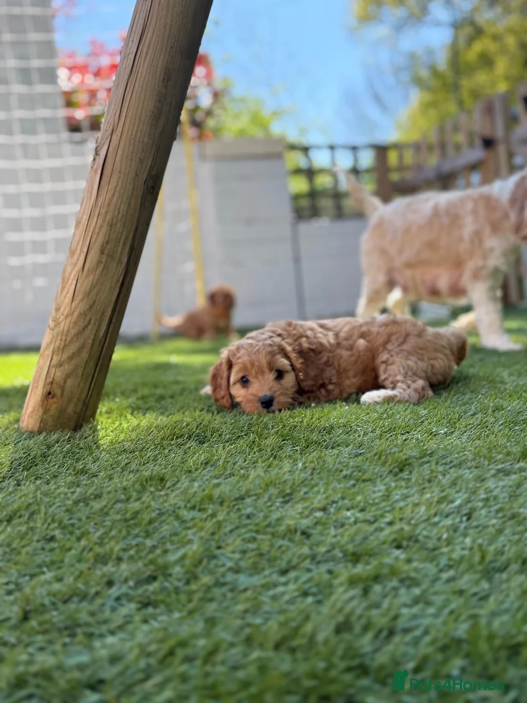 Cockapoo dogs for sale:  litter of F1B cockapoos- only girls left  - Advert 1