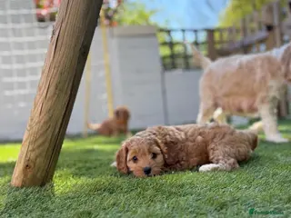 Cockapoo dogs litter of F1B cockapoos- only girls left - Advert 4