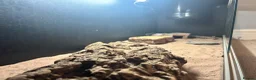 Bearded Dragon reptiles for sale: Barry the breaded dragon - Advert 3