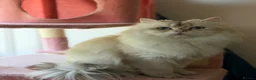 British Longhair cats for sale: British long hair White colour point  - Advert 12