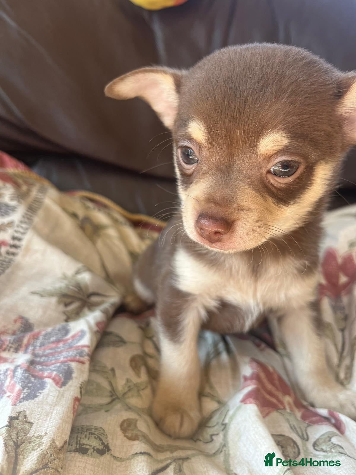 Chihuahua dogs 5 Beautiful Chihuahua Puppies For Sale  - Advert 1