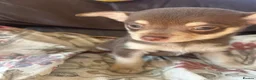 Chihuahua dogs for sale: 5 Beautiful Chihuahua Puppies For Sale  - Advert 1