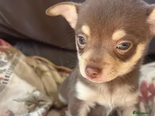 Chihuahua dogs 5 Beautiful Chihuahua Puppies For Sale - Advert 2