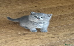 British Shorthair cats for sale: British Shorthair Kittens - Image 2