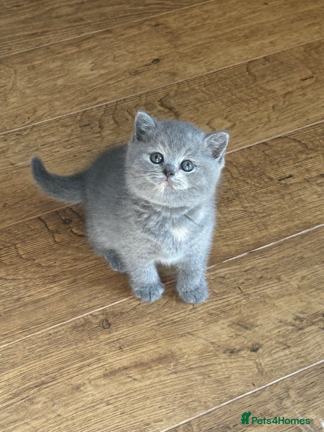 British Shorthair cats for sale: British Shorthair Kittens - Image 2