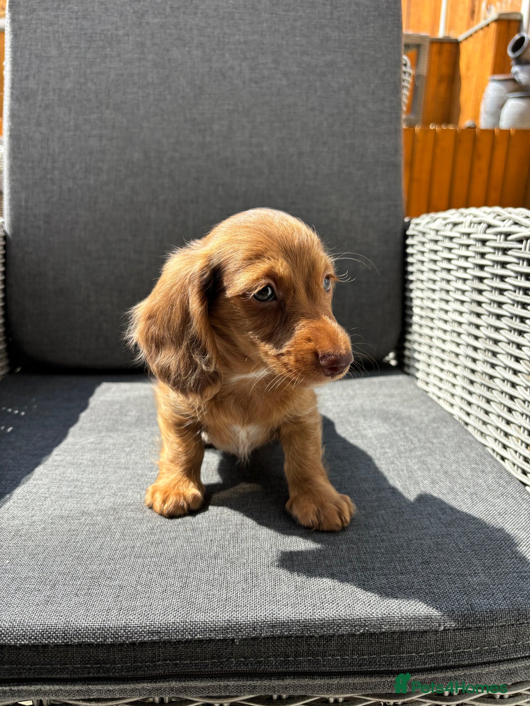 Miniature Dachshund dogs for sale: Dachshund puppies - Image 25