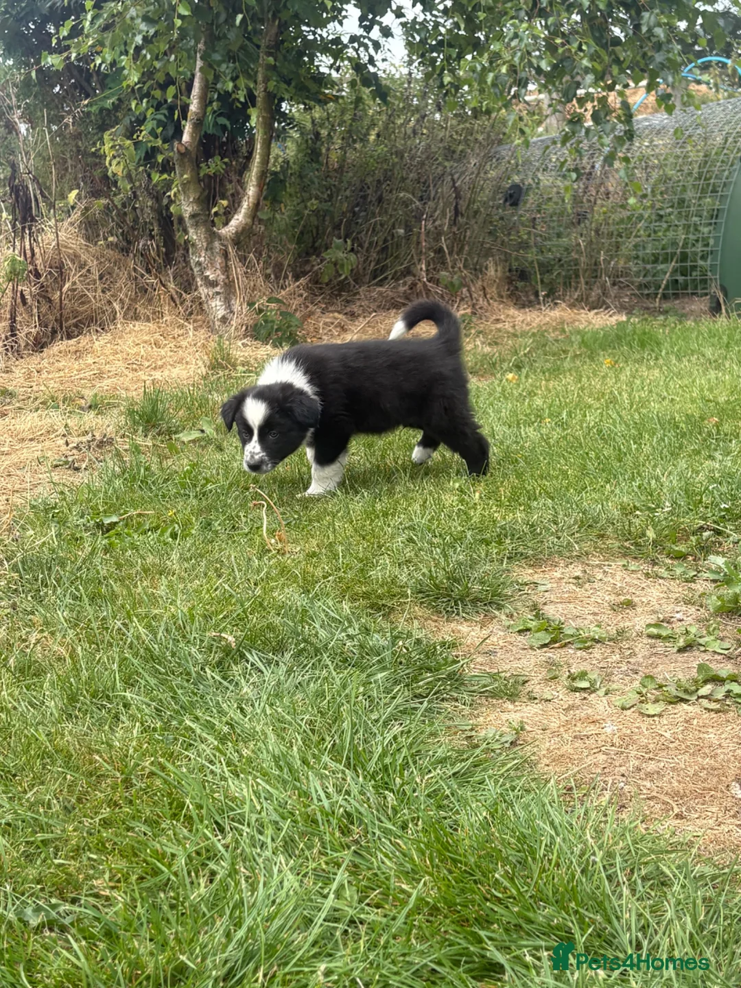 Border Collie dogs for sale: Border Collie Puppies  in Swansea - Advert 2