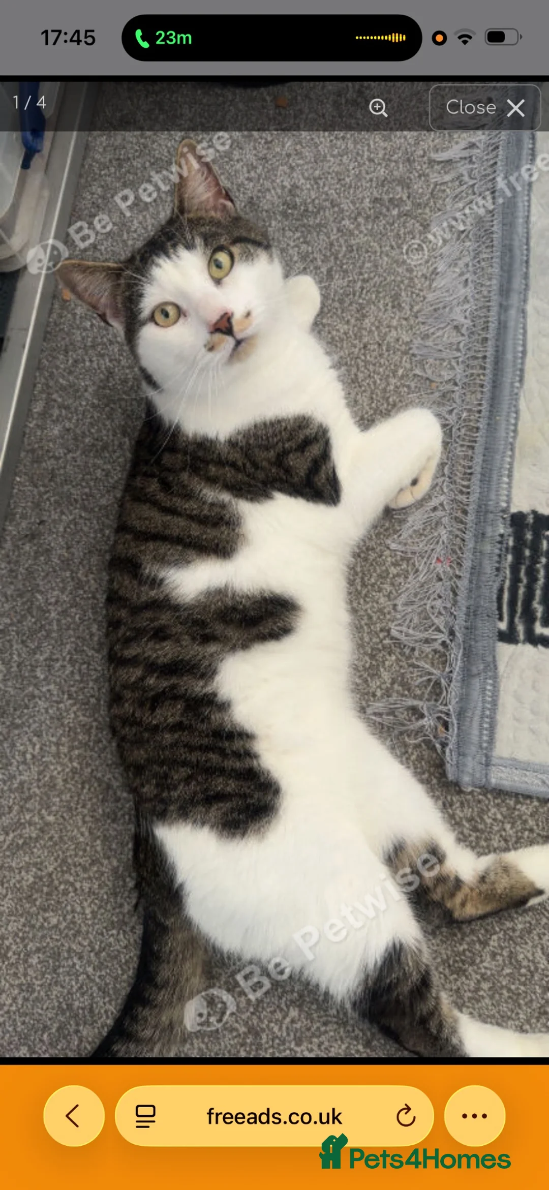 Mixed Breed cats for sale: Beautiful boy cat - Advert 4