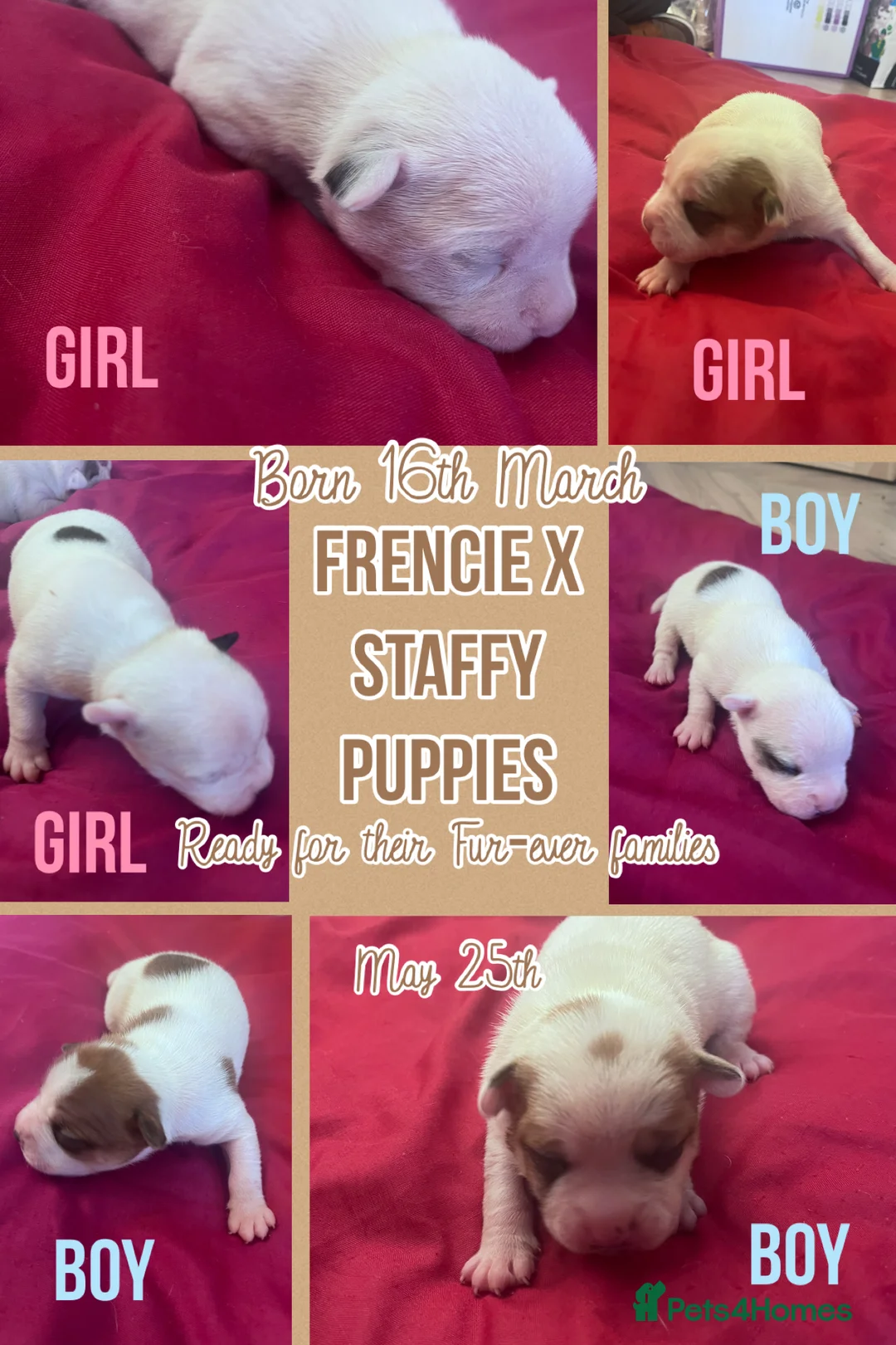 Mixed Breed dogs for sale: Frenchie cross pups in Aylesford - Advert 13