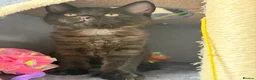 Mixed Breed cats for sale: Three beautiful female kittens! - Advert 11