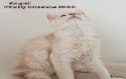 Maine Coon cats for sale: Two Cream Boys ES23 from Fluffy Dreams MCO - Image 8