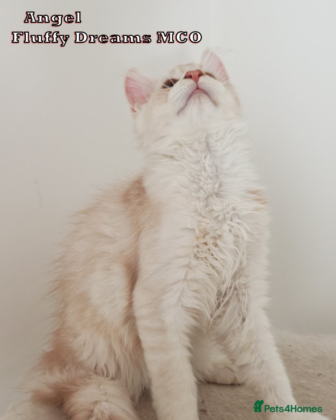 Maine Coon cats for sale: Two Cream Boys ES23 from Fluffy Dreams MCO - Image 8