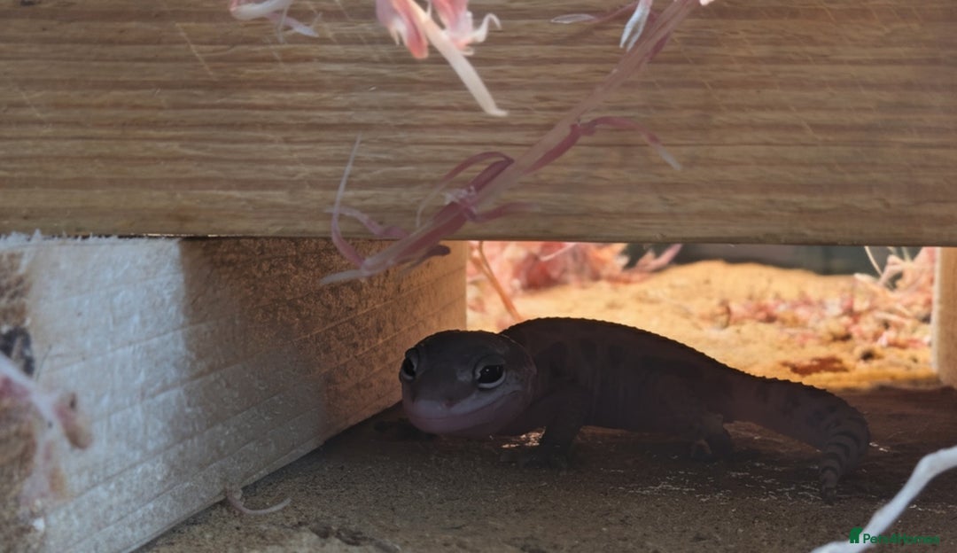 Leopard Gecko reptiles for sale: 2 Baby Leopard Geckos! - Image 4