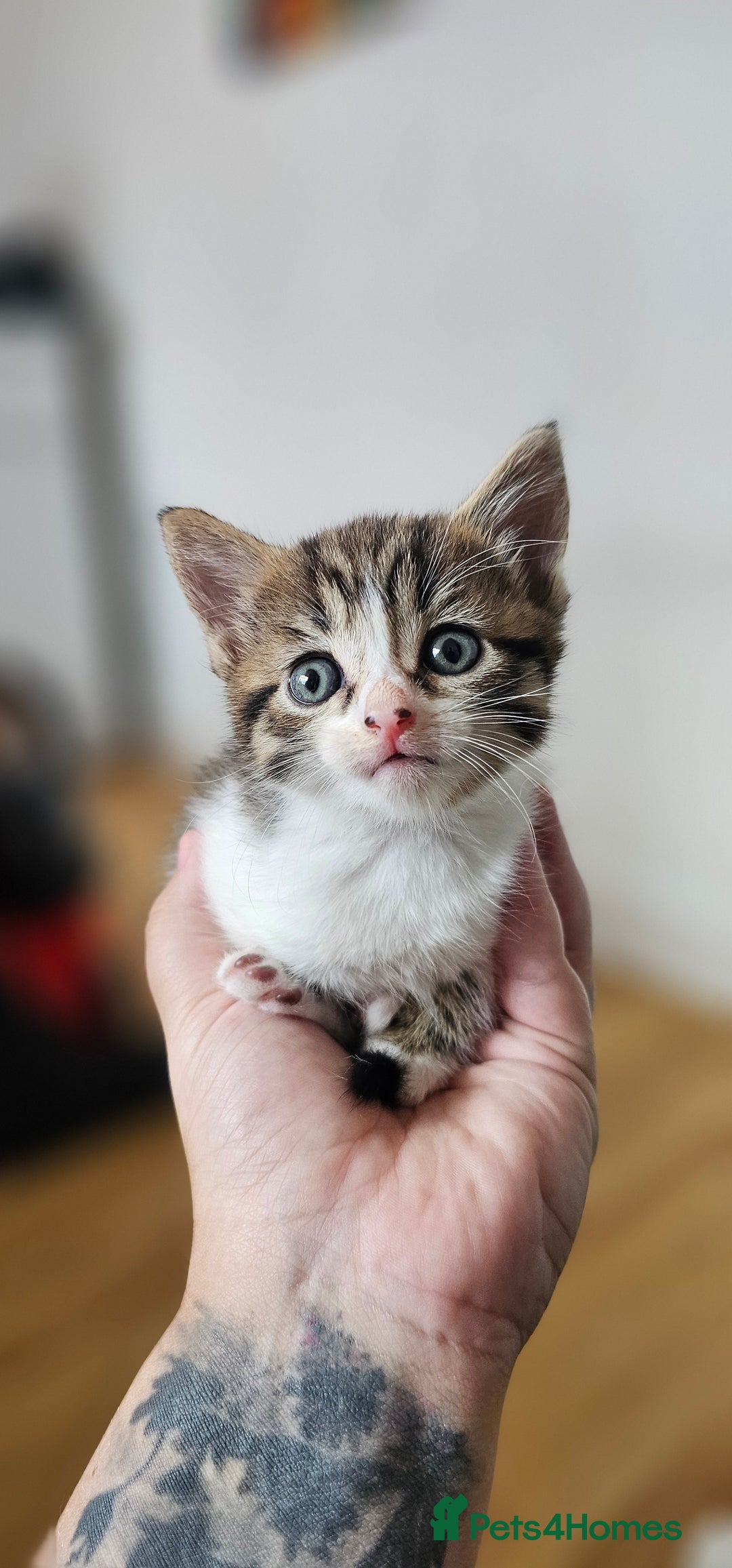Domestic Shorthair cats for sale: 2 adorable kittens searching for their forever - Image 8