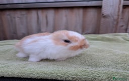 English Lop rabbits for sale: Baby Rabbits - Image 7