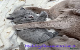 British Shorthair cats for sale: British Shorthair 5th Gen Pedigree kittens🐾 - Image 3