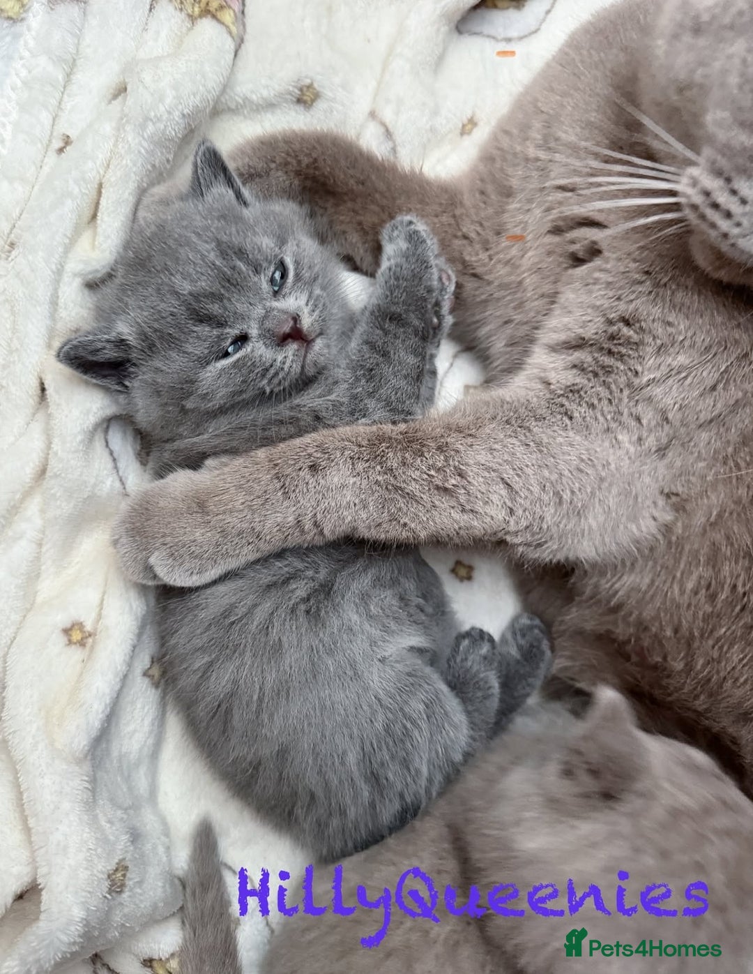 British Shorthair cats for sale: British Shorthair 5th Gen Pedigree kittens🐾 - Image 3