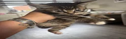 Mixed Breed cats for sale: Kittens for sale  - Advert 6