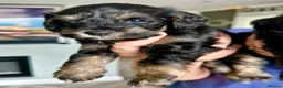 Miniature Schnauzer dogs for sale: Stunning and Rare little Toy Schnoodles - Advert 9