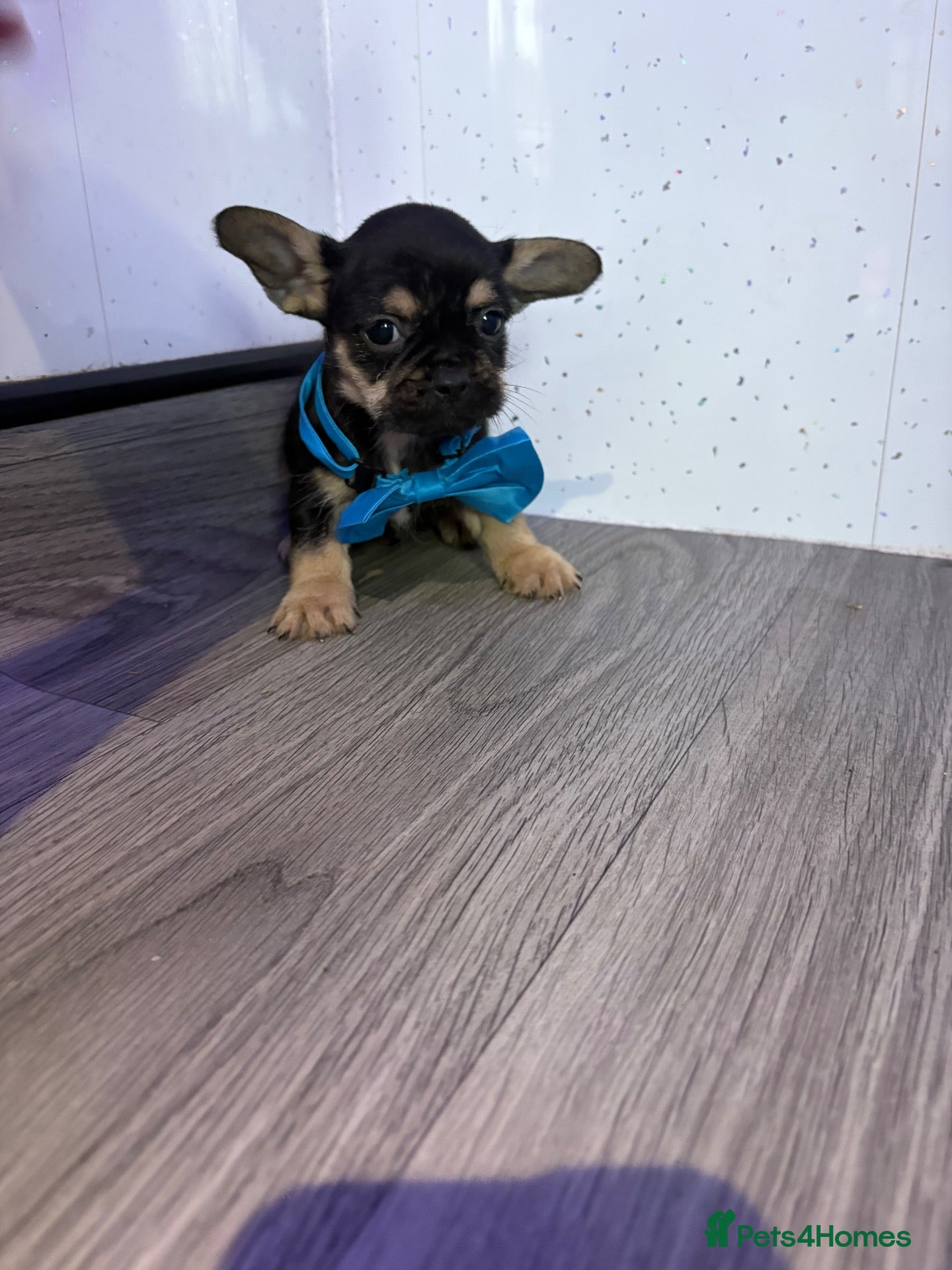 Chihuahua dogs for sale: Stunning Chihuahua puppies - Advert 12
