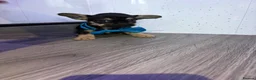 Chihuahua dogs for sale: Stunning Chihuahua puppies - Advert 8