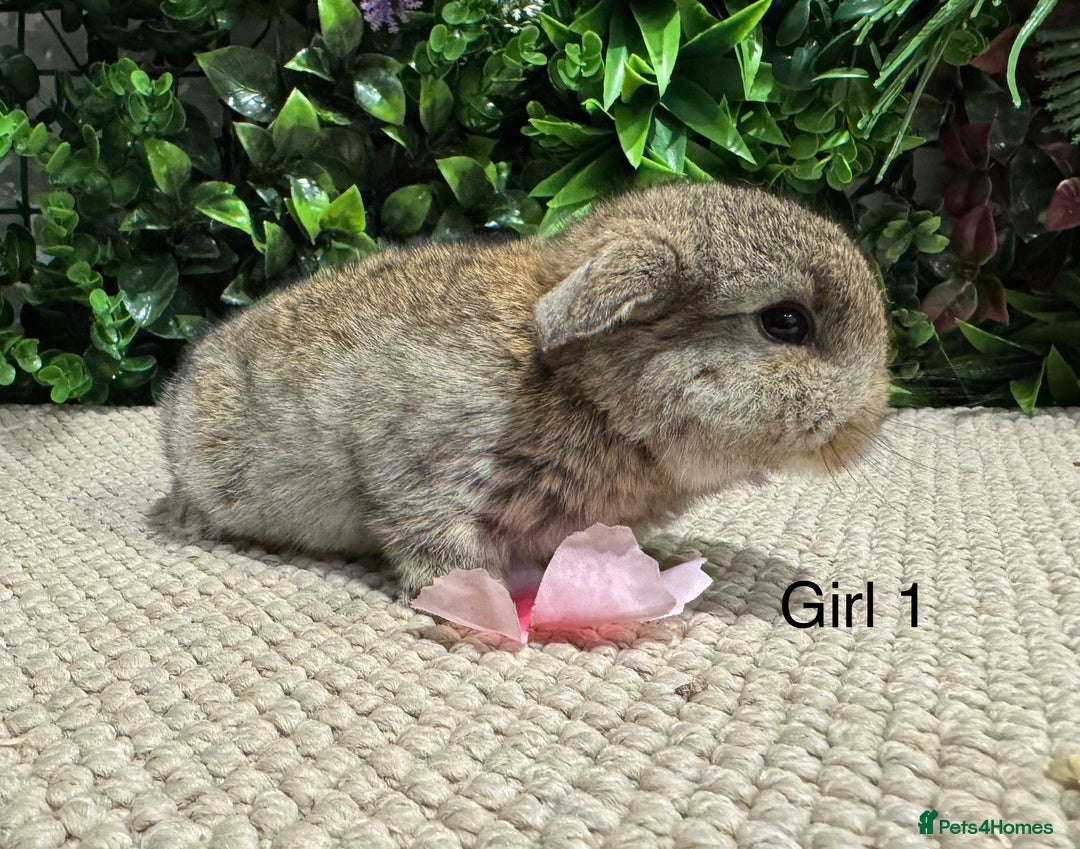 Mini Lop rabbits for sale: ⭐️ mini lops ⭐️ ready to reserve  - Advert 6