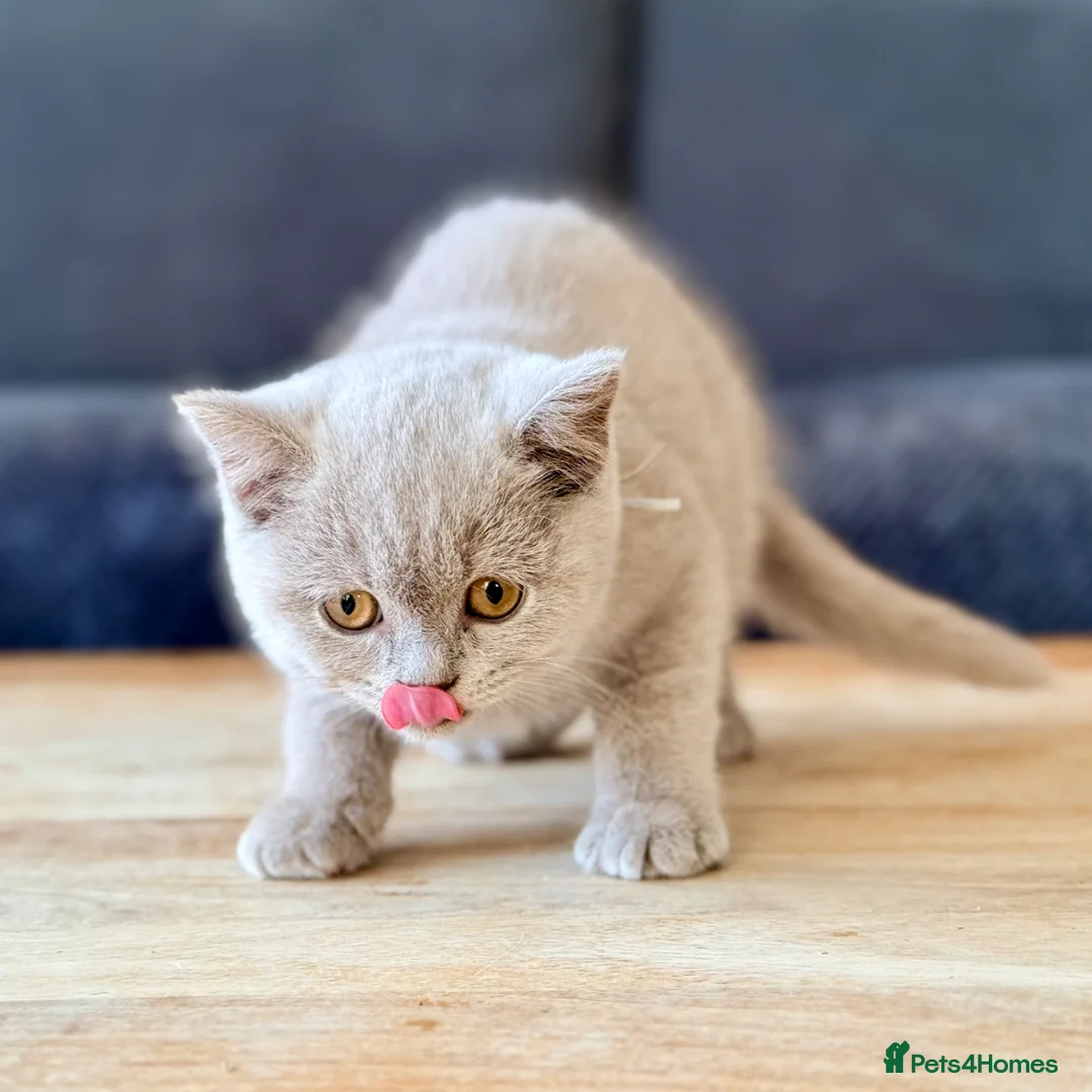 British Shorthair cats for sale: Fluffy British Shorthair Kittens in Coatbridge - Advert 2