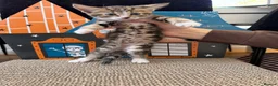 Mixed Breed cats for sale: Beautiful tabby kittens for sale  in Brighton - Advert 18