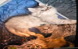 Persian cats for sale: Beautiful Persian kittens 7wks - Image 5