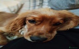 Cavapoo dogs for sale: 7-Month Cavapoo x Spaniel Looking for Forever Home - Image 3