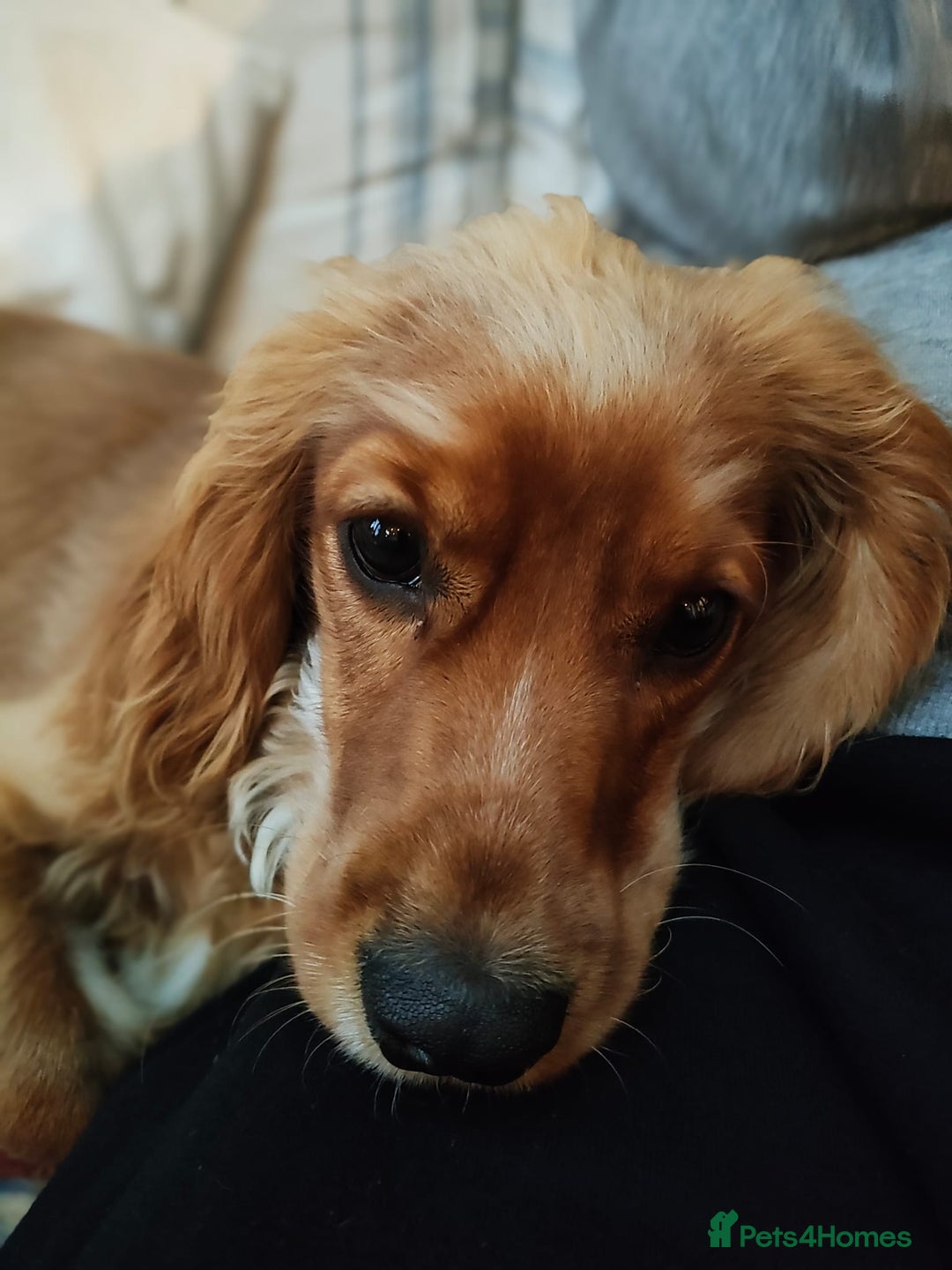 Cavapoo dogs for sale: 7-Month Cavapoo x Spaniel Looking for Forever Home - Image 3