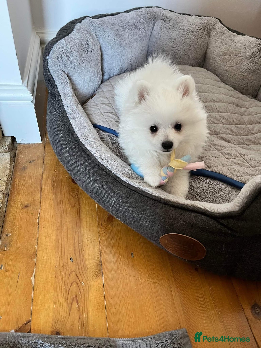 German Spitz dogs for sale: Unique Spitz puppies available in January  - Advert 16