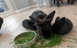 Mini Lion Lop rabbits for sale: MINI LOP babies for sale.  - Image 5