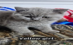 British Shorthair cats for sale: British short hair kittens - Advert 18