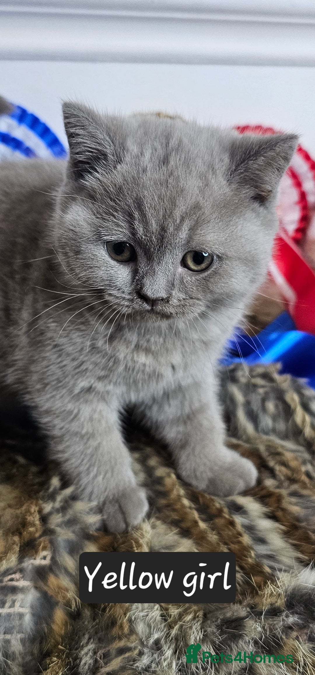 British Shorthair cats for sale: British short hair kittens - Advert 18