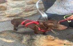 German Shorthaired Pointer dogs for adoption: Rucha, female German Shorthaired Pointer, aged 2 - Image 20