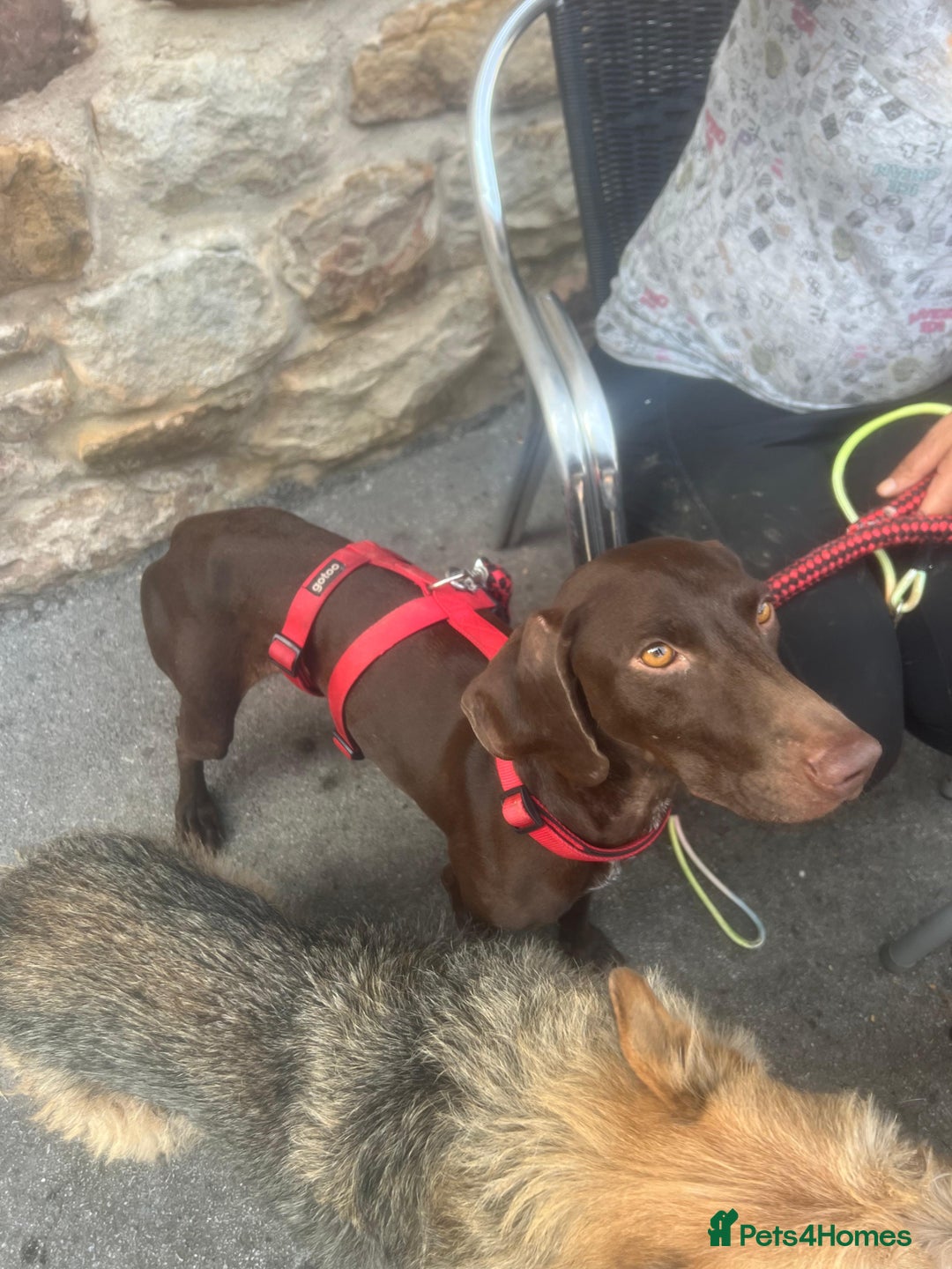 German Shorthaired Pointer dogs for adoption: Rucha, female German Shorthaired Pointer, aged 2 - Image 20
