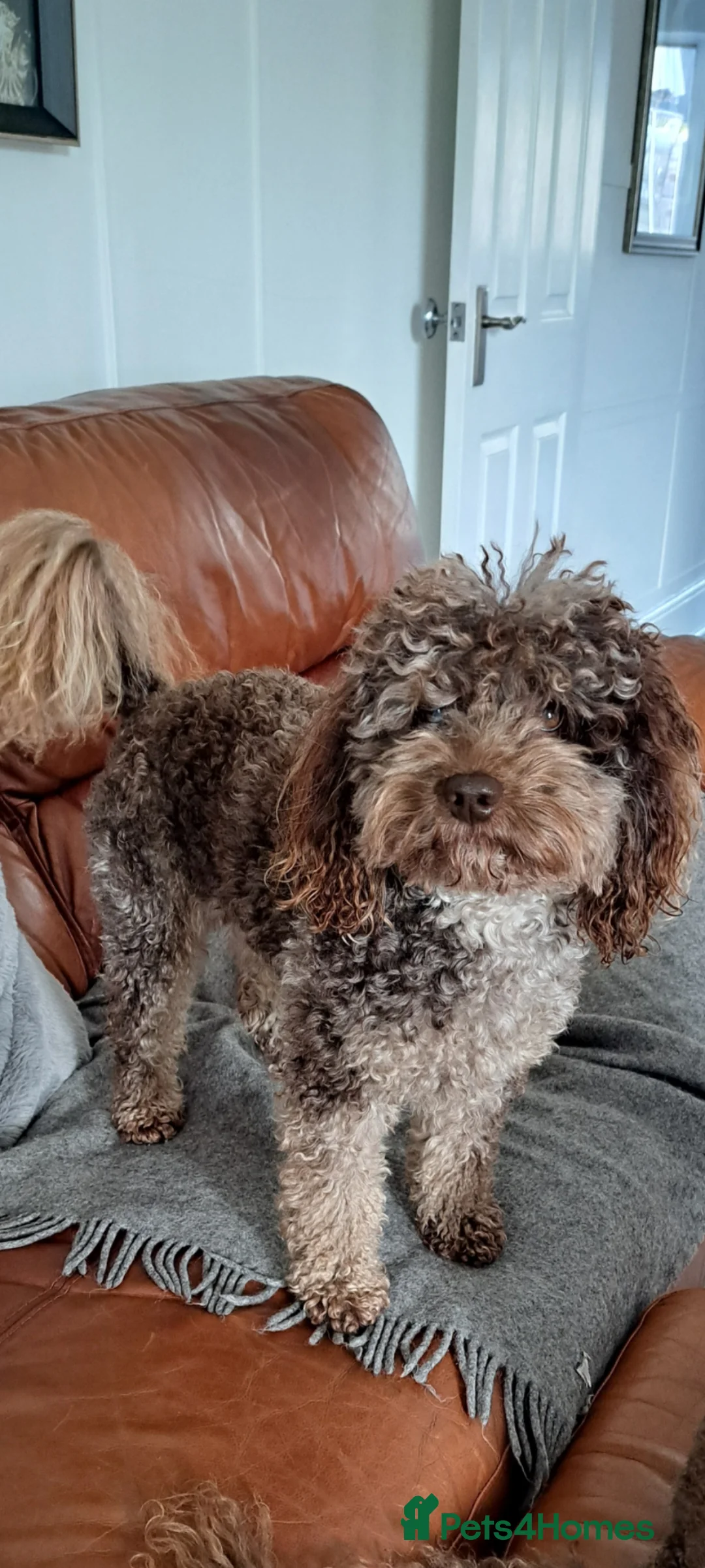 Poodle dogs for stud: F1b Cockapoo stud chocolate merle  - Advert 2
