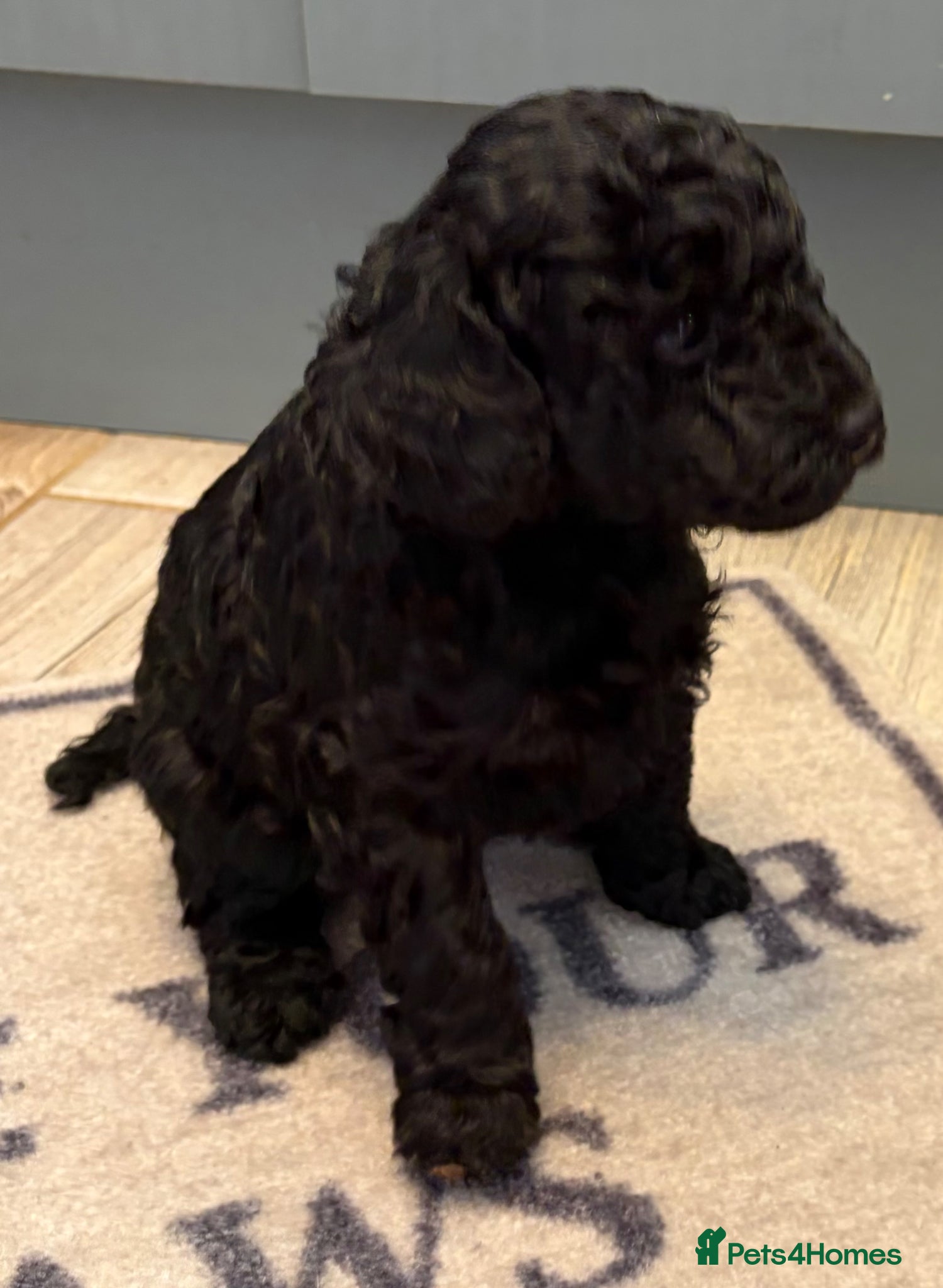 Mixed Breed dogs 3/4 Miniature Poodle cross puli pups - Advert 2