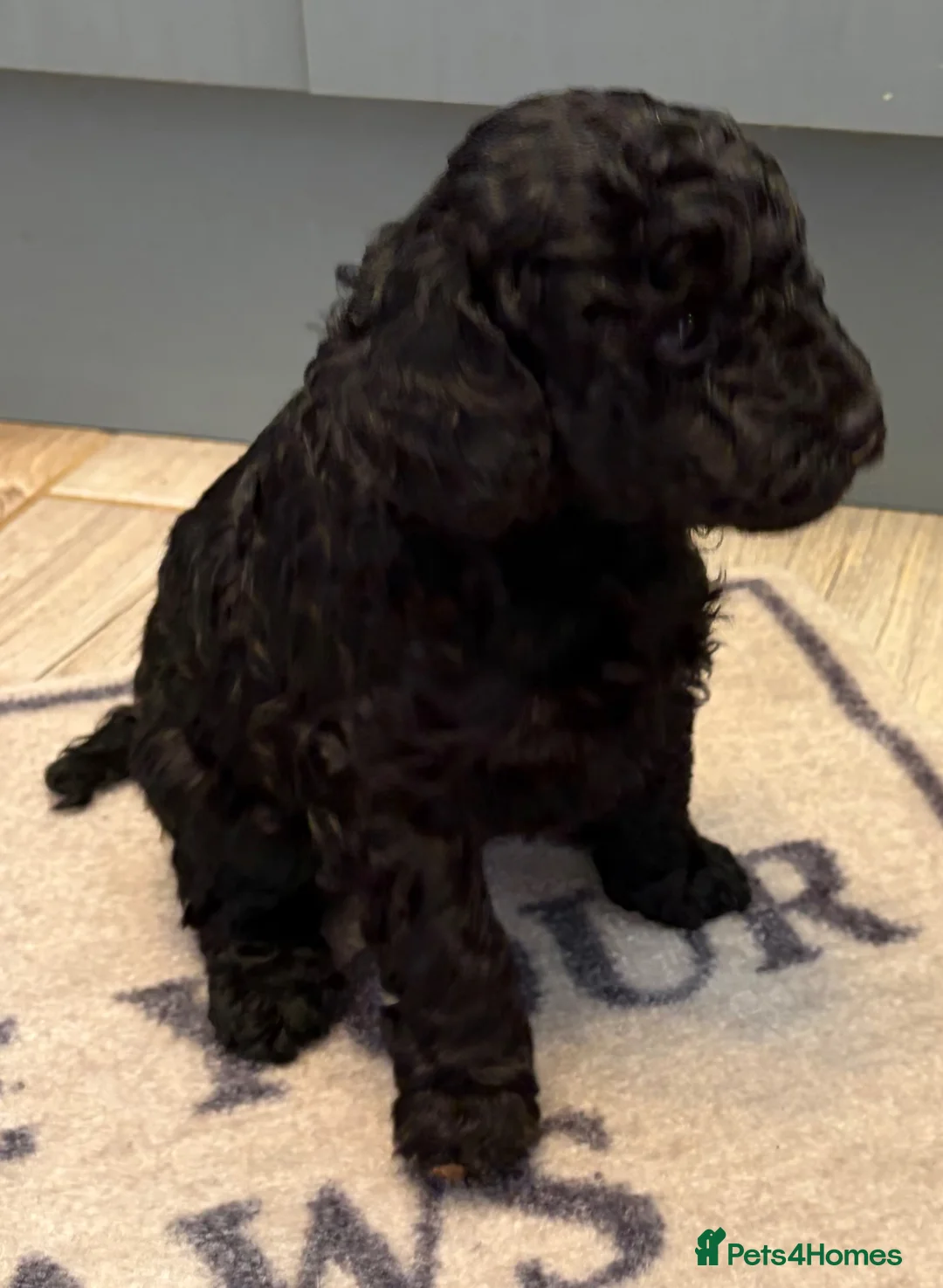 Mixed Breed dogs for sale: 3/4 Miniature Poodle cross puli pups - Advert 2