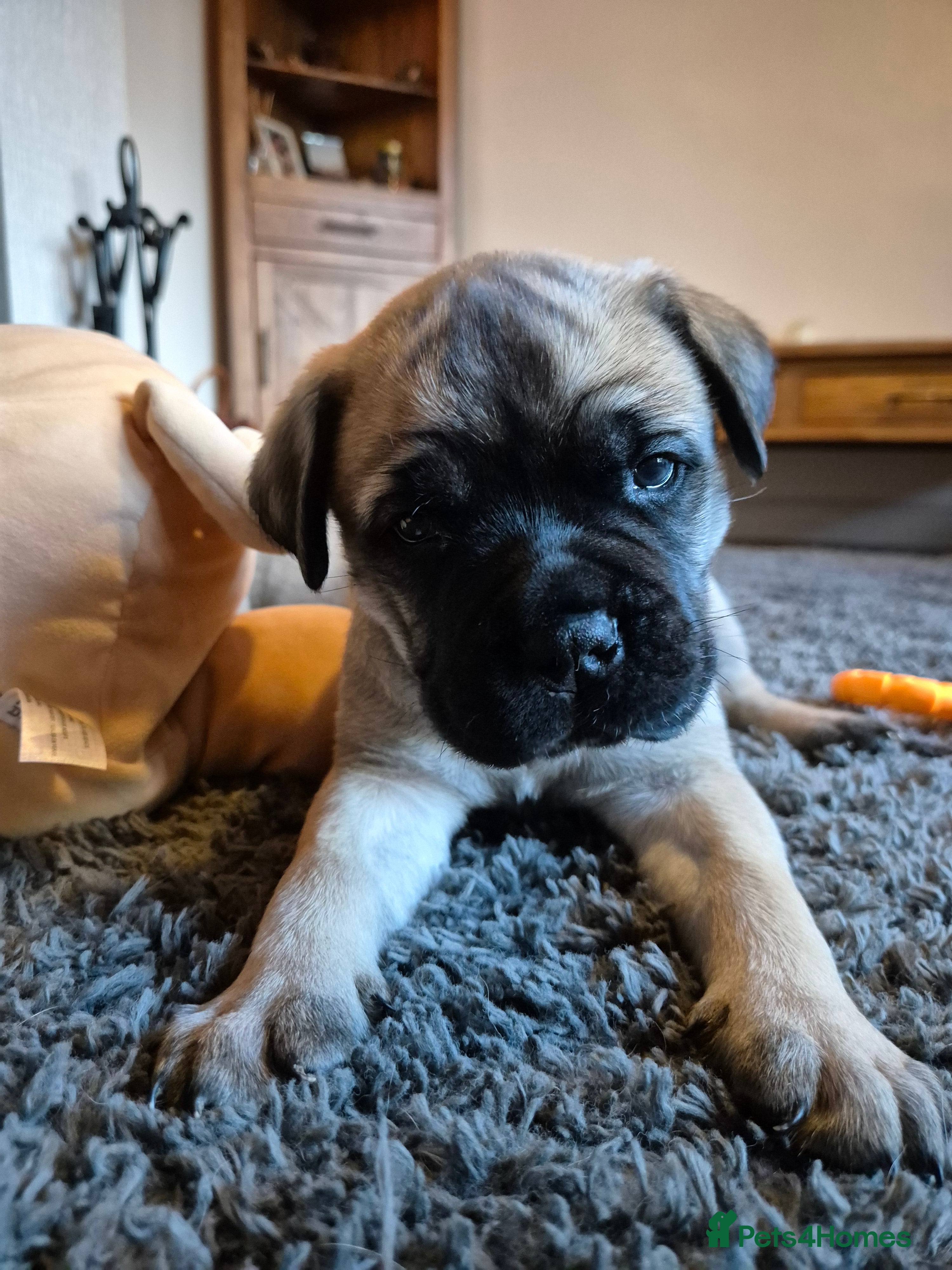 Bullmastiff dogs Beautiful Bullmastiff Puppy - Advert 7