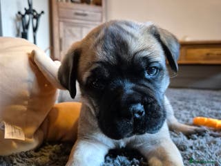Bullmastiff dogs Beautiful Bullmastiff Puppy - Advert 3