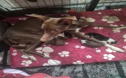 Mixed Breed dogs for sale: Gorgeous lurcher x bordercollie pups - Image 1