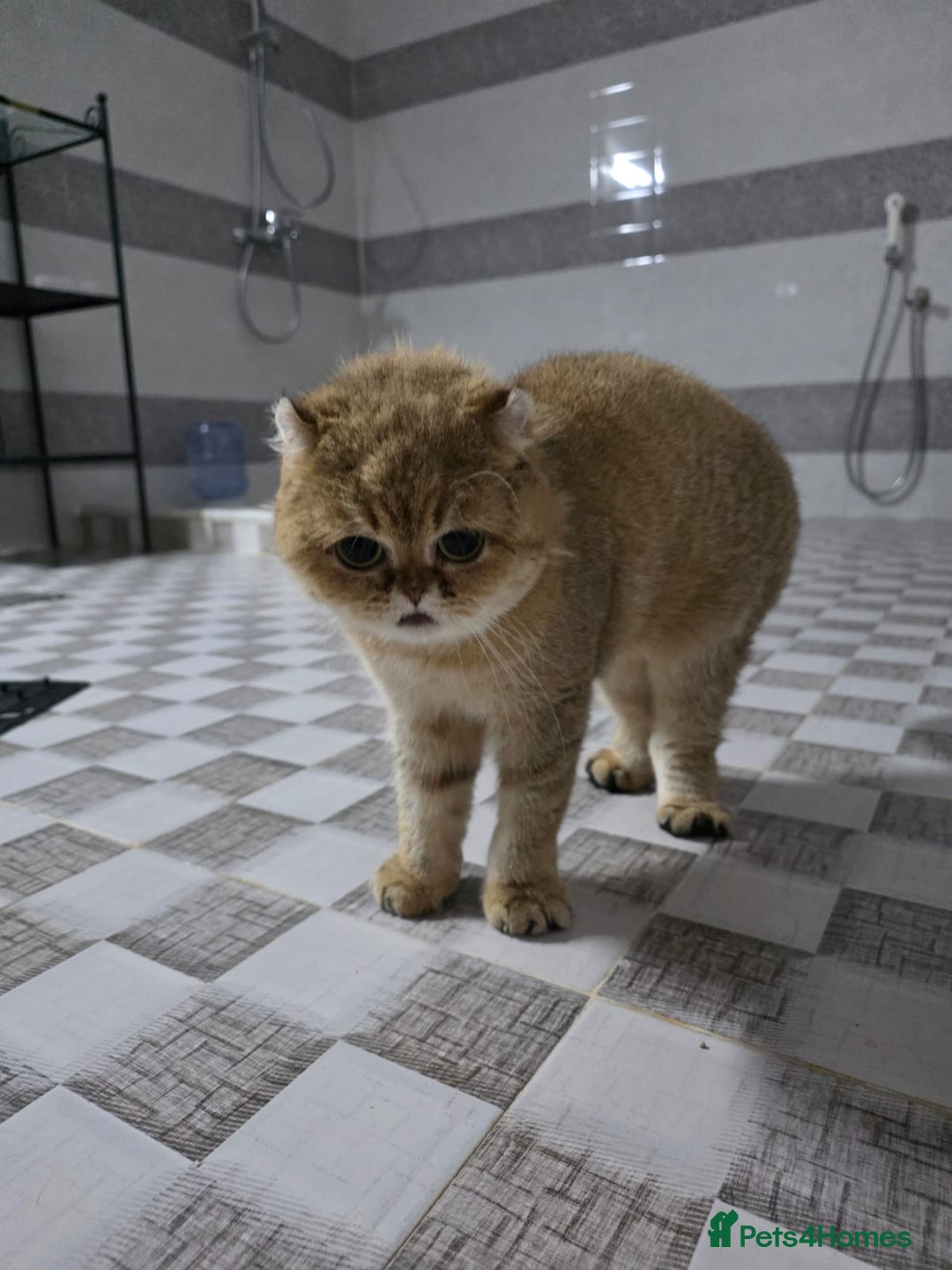 Domestic Shorthair cats for adoption: Rosey  - Advert 2