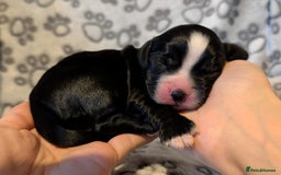 Cocker Spaniel dogs for sale: 🐾 KC Reg - Working Cocker spaniel DNA Tested 🧬 - Image 5